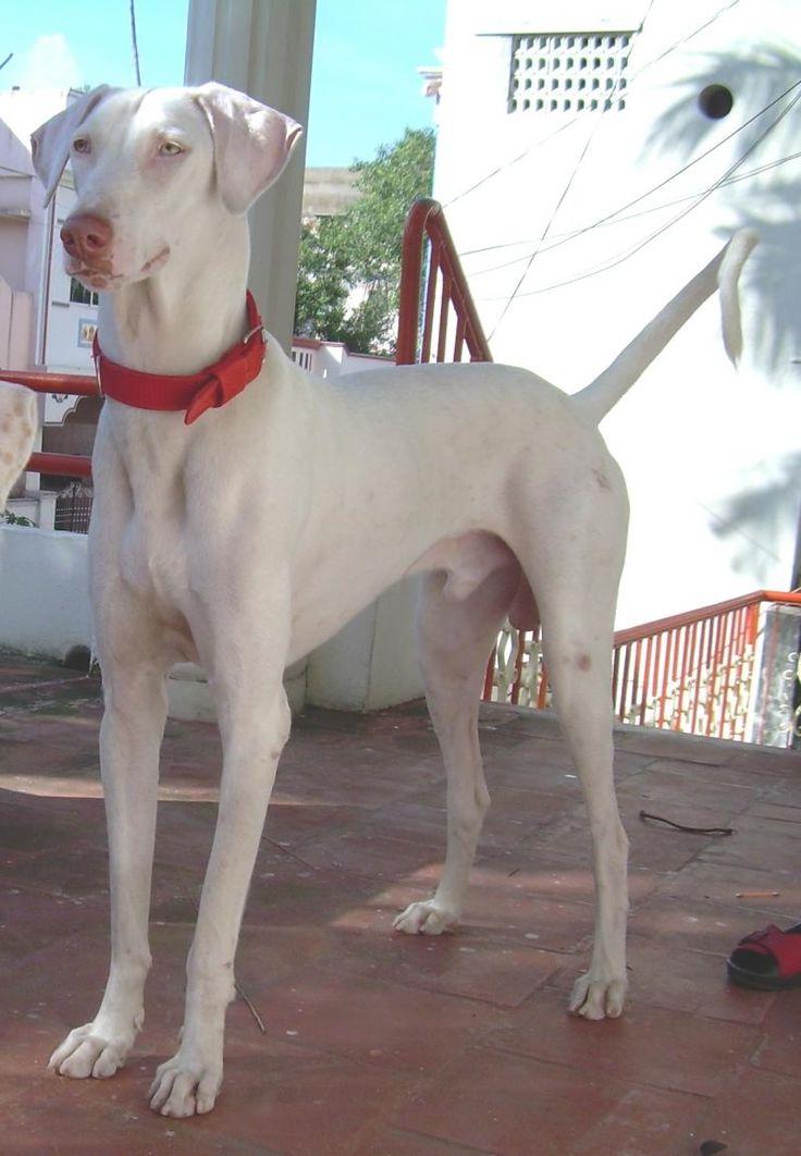 Rajapalayam Dog Breed Image 14