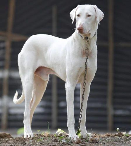 Rajapalayam Dog Breed Image 18