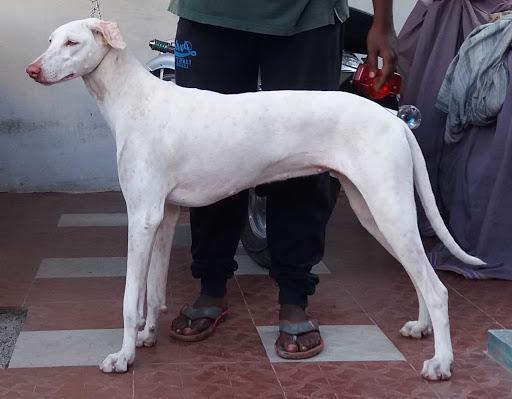 Rajapalayam Dog Breed Image 19