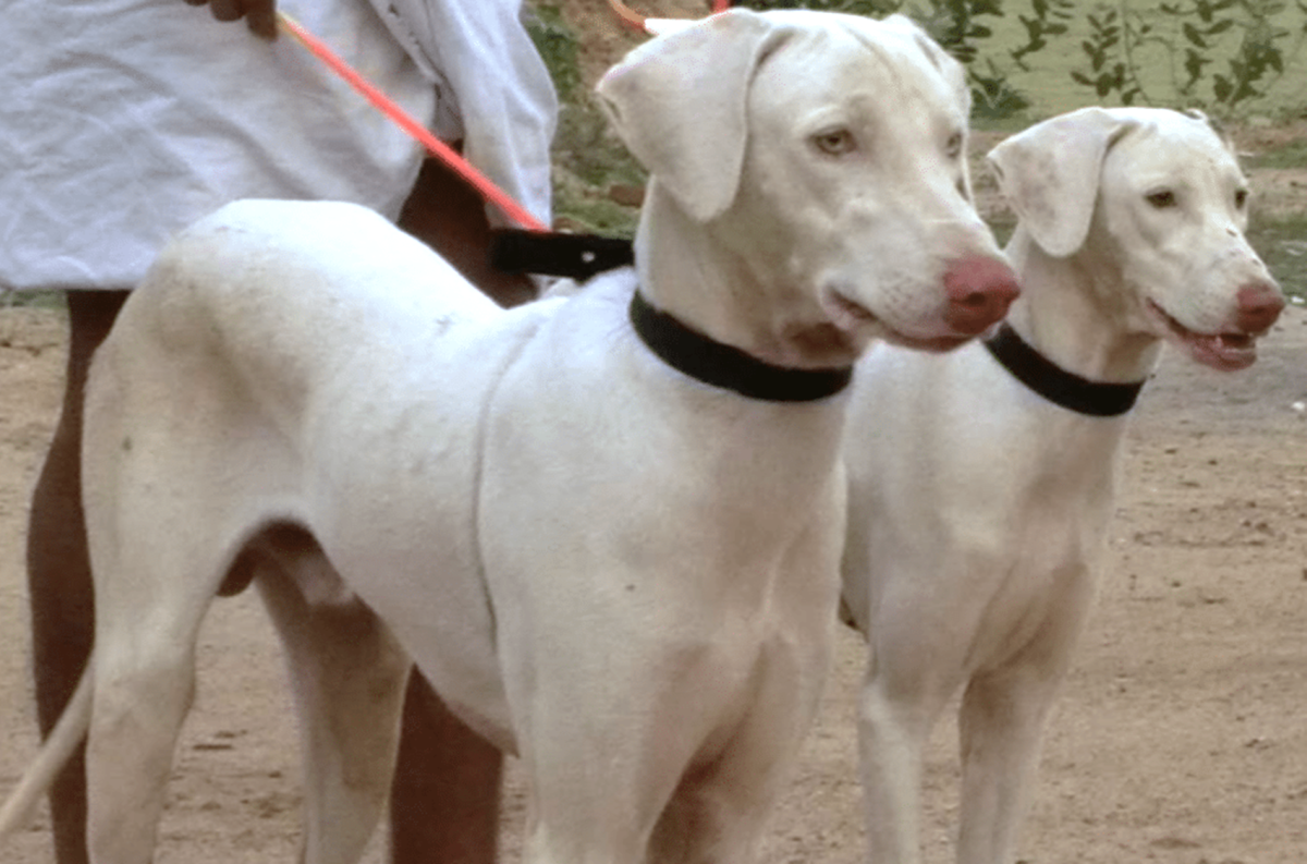 Rajapalayam Dog Breed Image 2