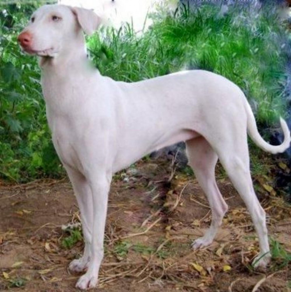 Rajapalayam Dog Breed Image 20