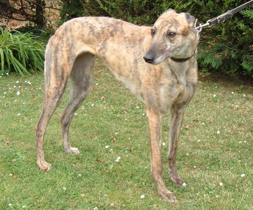 Rampur Greyhound Dog Breed Image 15