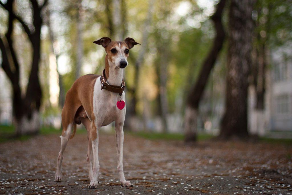 Rampur Greyhound Dog Breed Image 16