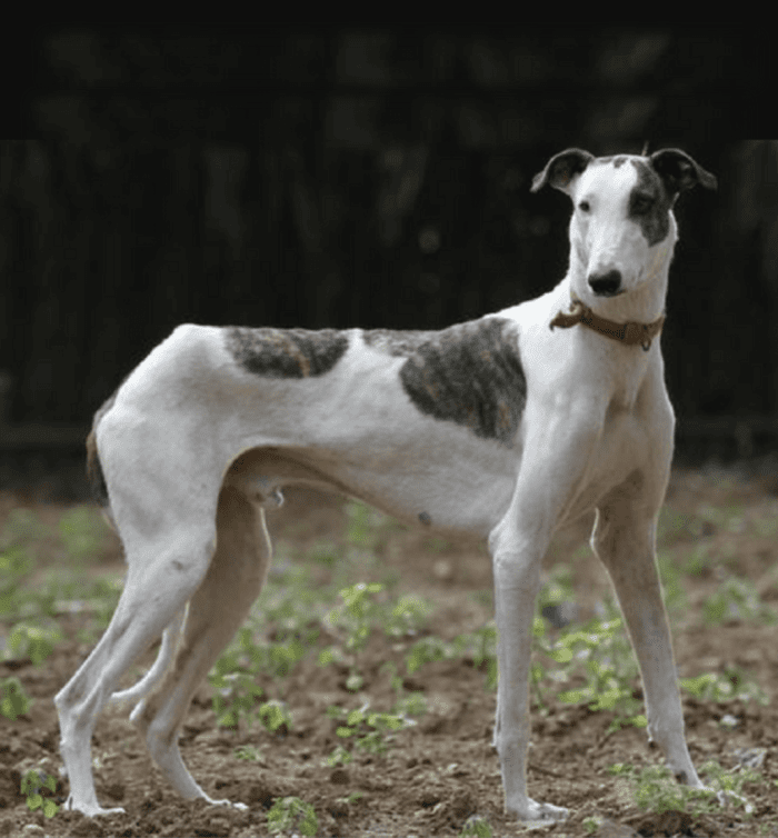 Rampur Greyhound Dog Breed Image 4