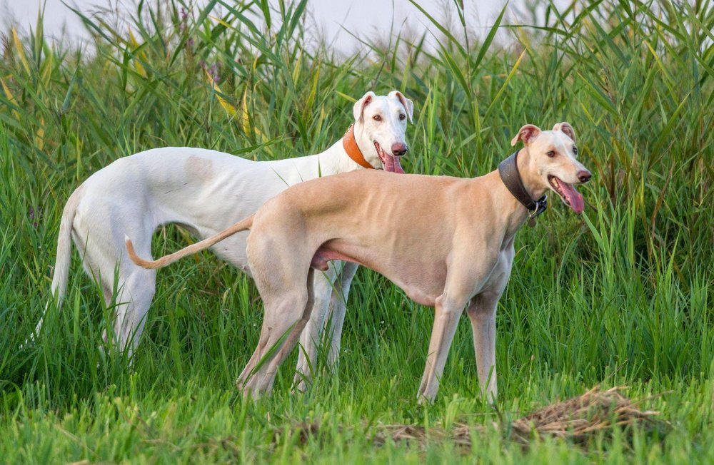 Rampur Greyhound Dog Breed Image 7