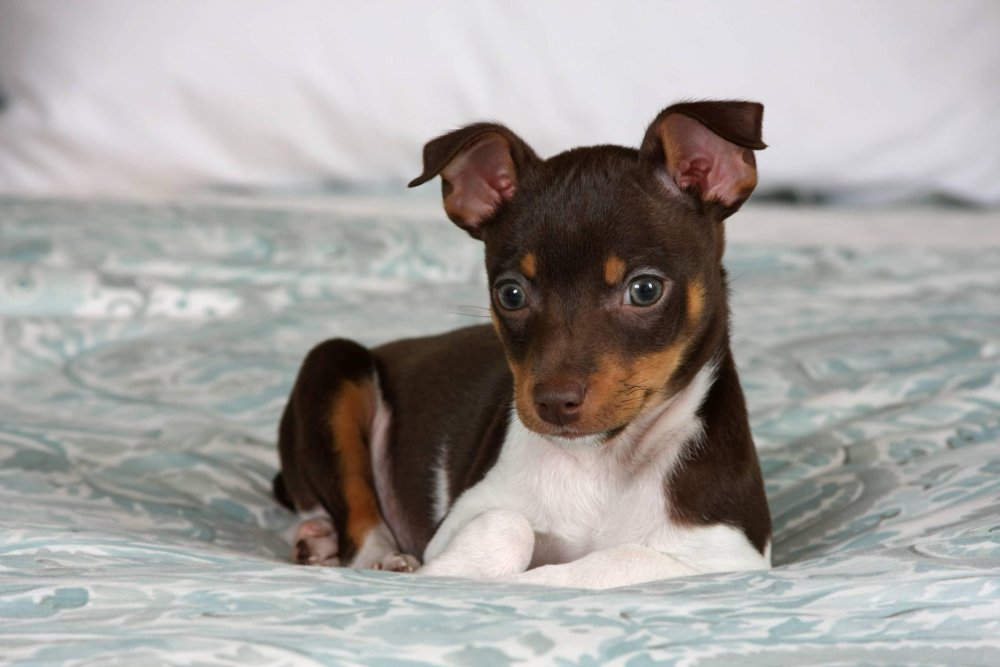 Rat Terrier Dog Breed Image 10