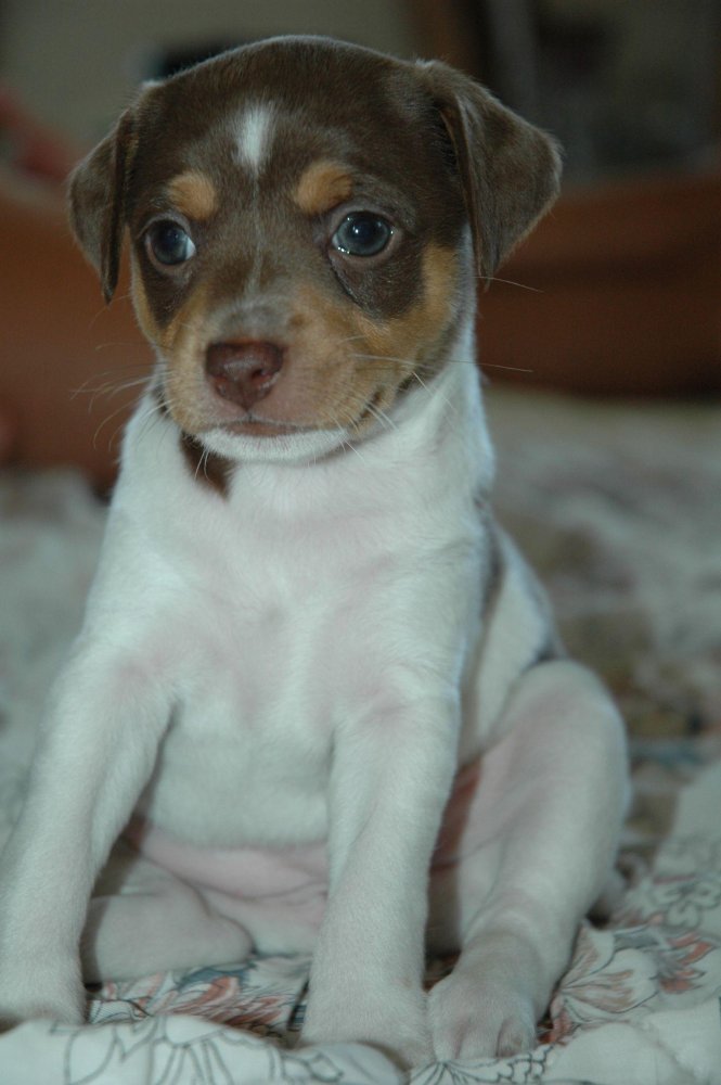 Rat Terrier Dog Breed Image 11