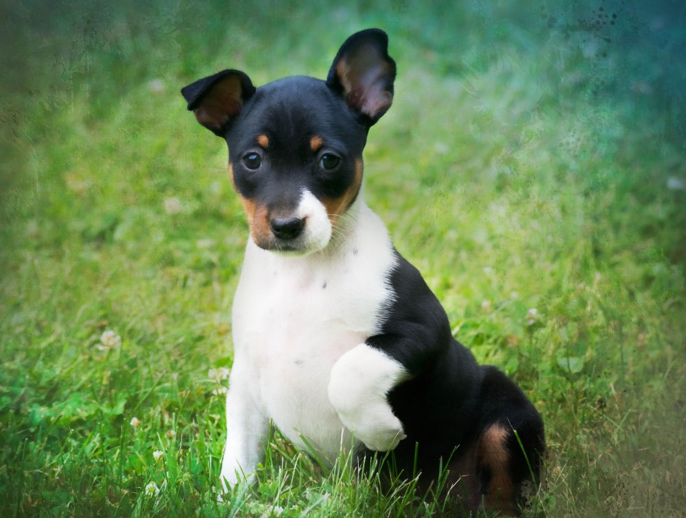 Rat Terrier Dog Breed Image 15