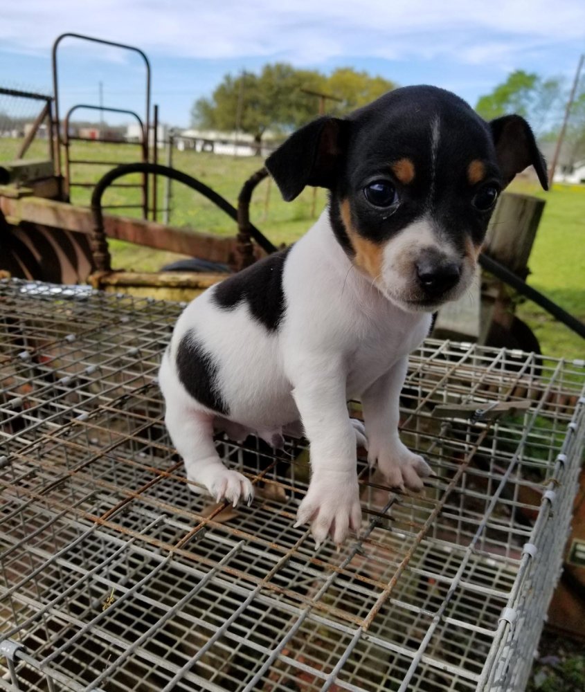 Rat Terrier Dog Breed Image 20