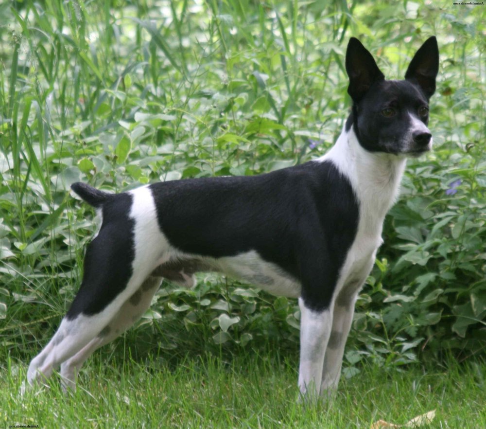 Rat Terrier Dog Breed Image 5