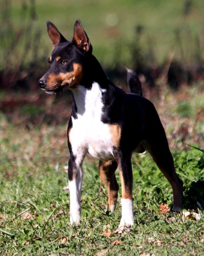 Rat Terrier Dog Breed Image 8