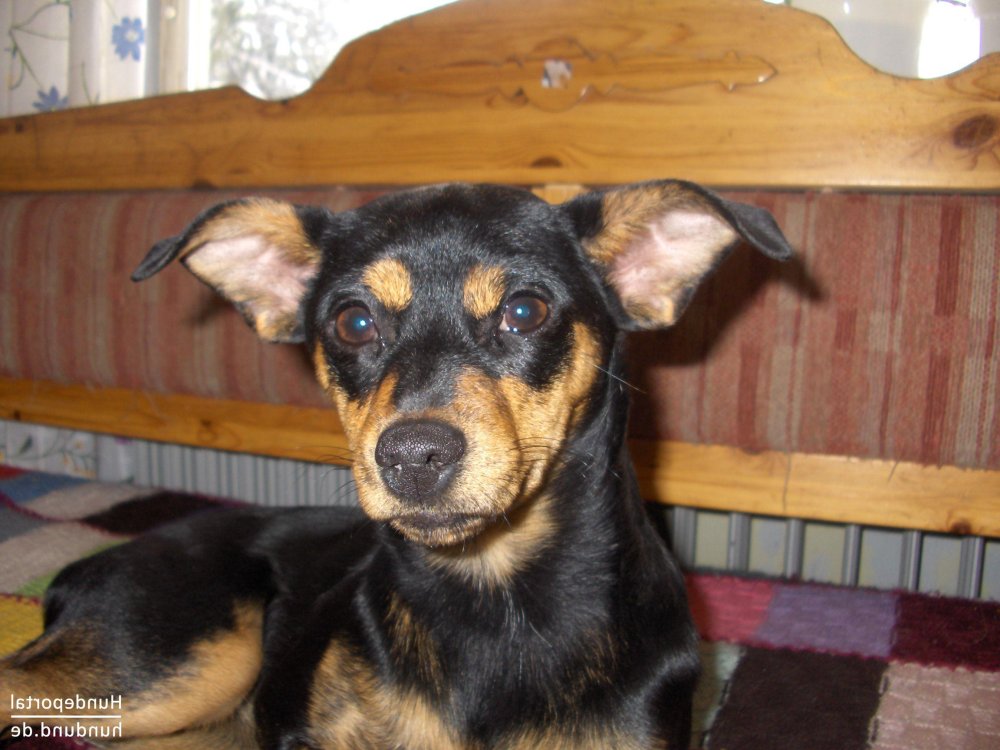 Ratonero Mallorquin Dog Breed Image 13