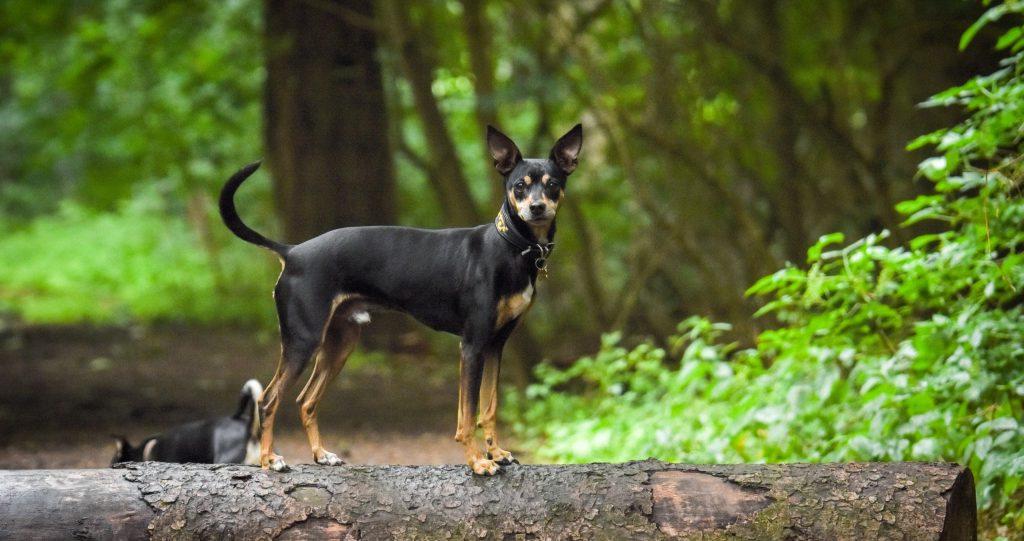 Ratonero Mallorquin Dog Breed Image 4