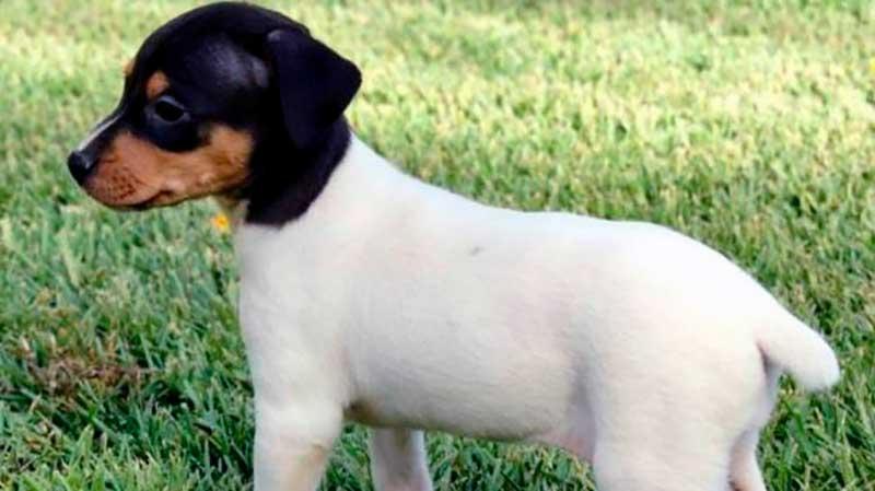 Ratonero Murciano Dog Breed Image 18