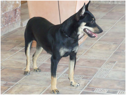 Ratonero Murciano Dog Breed Image 6