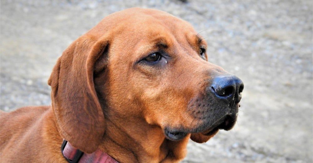 Redbone Coonhound Dog Breed Image 10