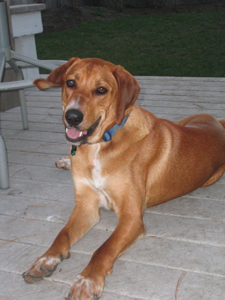 Redbone Coonhound Dog Breed Image 13