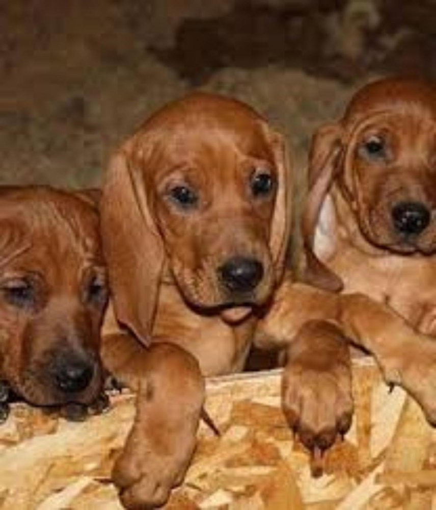 Redbone Coonhound Dog Breed Image 15