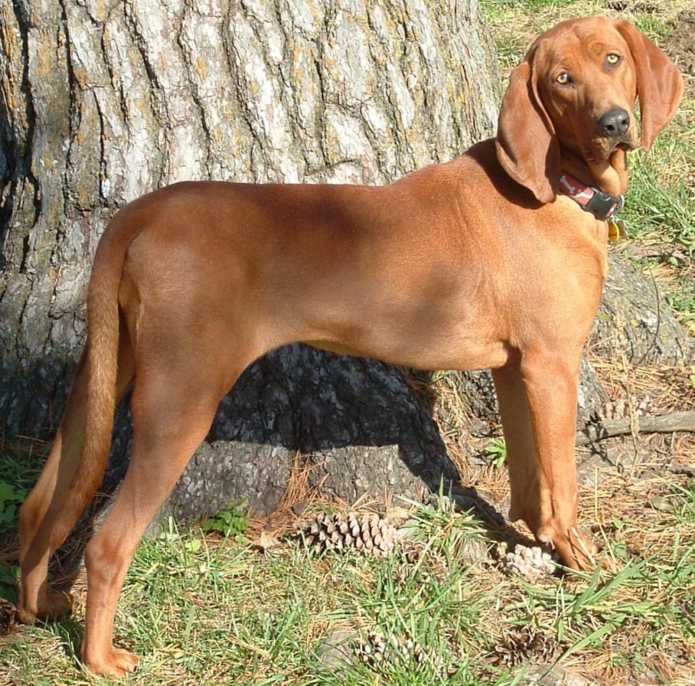 Redbone Coonhound Dog Breed Image 2