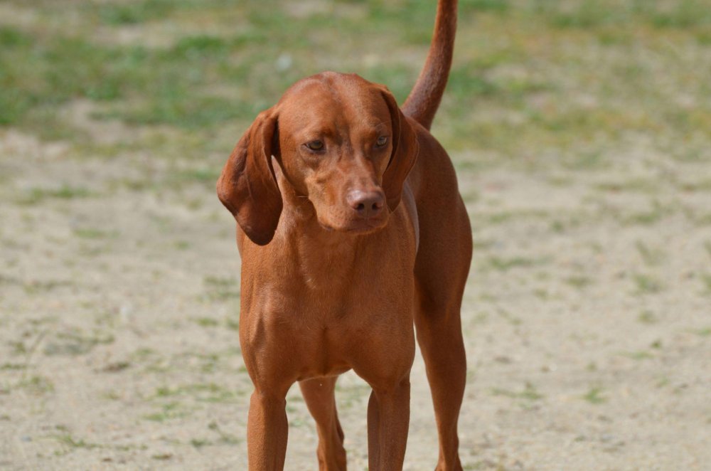 Redbone Coonhound Dog Breed Image 4