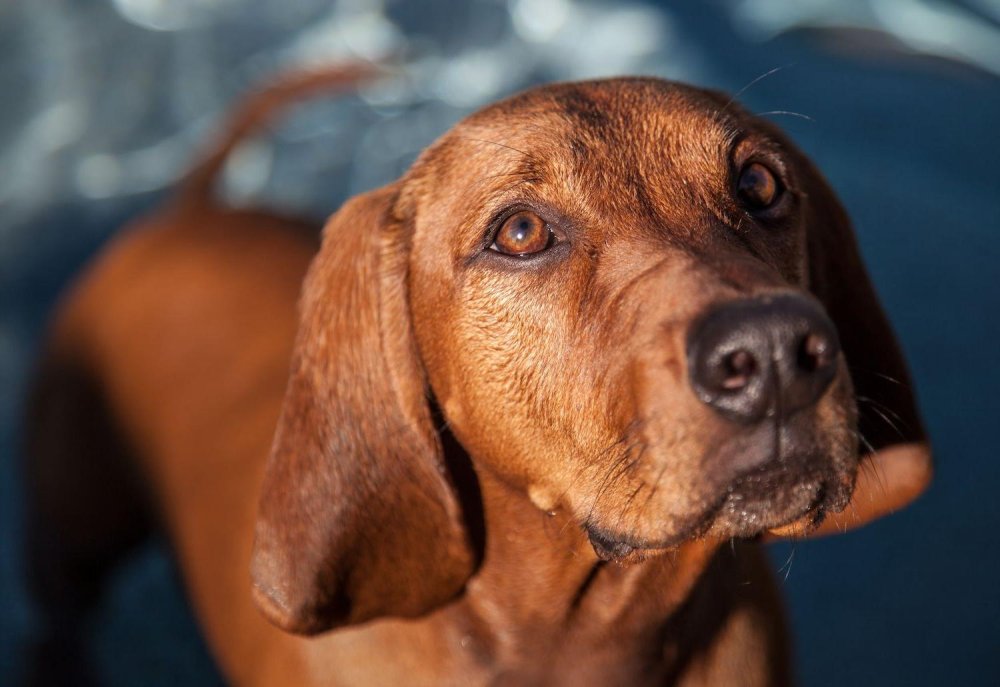 Redbone Coonhound Dog Breed Image 6