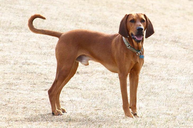 Redbone Coonhound Dog Breed Image 7