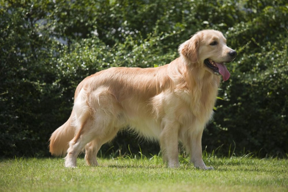 Retrieving Dog Breeds Image 16