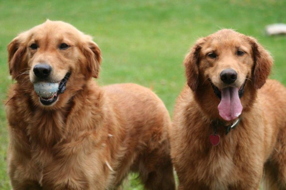 Retrieving Dog Breeds Image 18