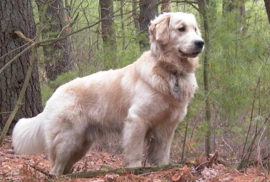 Retrieving Dog Breeds Image 7