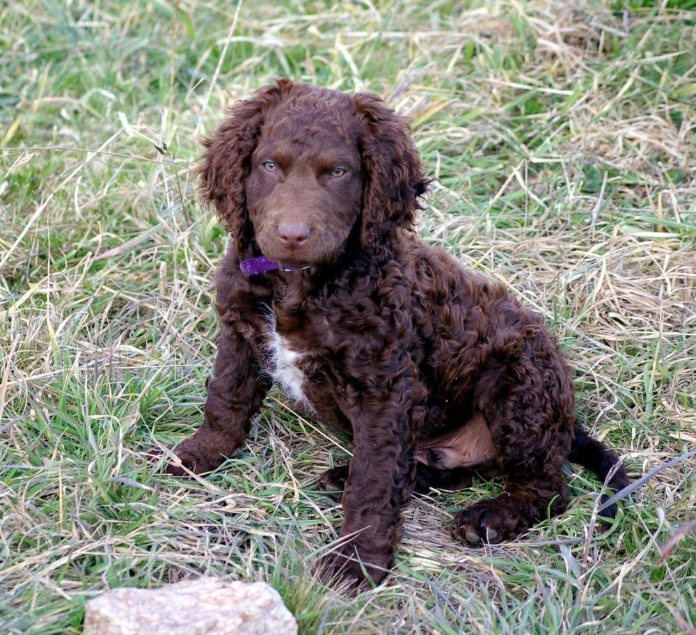 Retrieving Dog Breeds Image 9