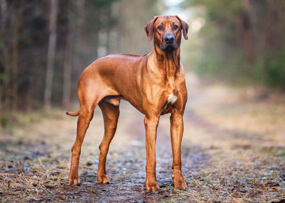 Rhodesian Ridgeback Dog Breed Image 1