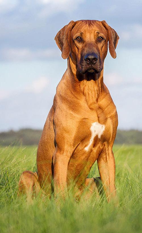 Rhodesian Ridgeback Dog Breed Image 14