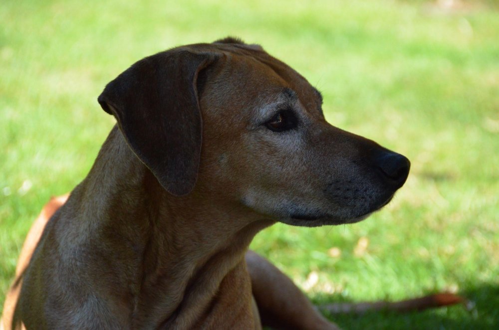 Rhodesian Ridgeback Dog Breed Image 19