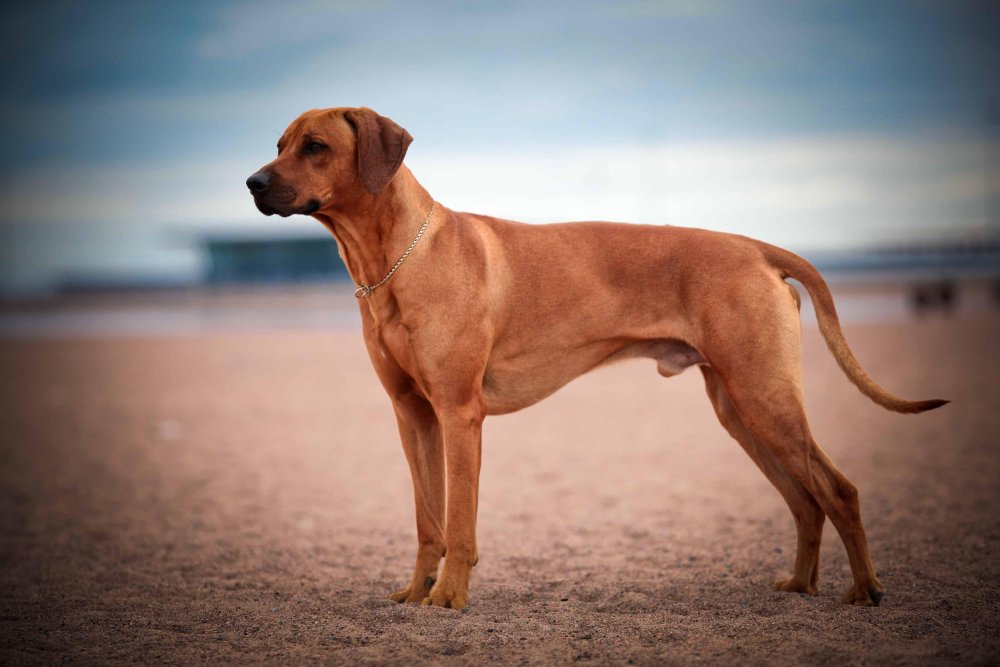 Rhodesian Ridgeback Dog Breed Image 2