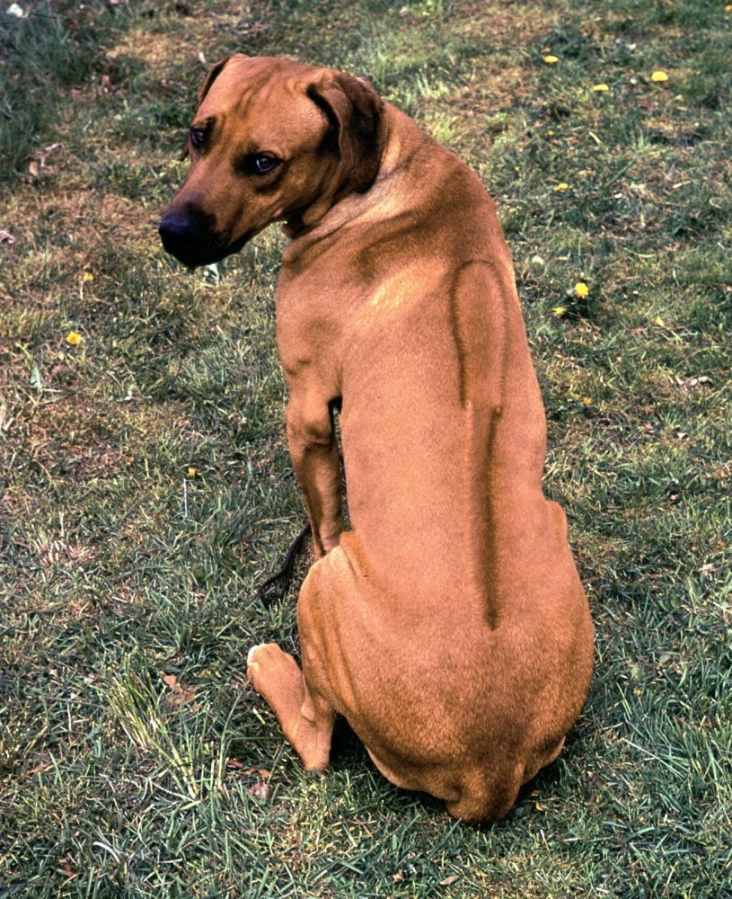 Rhodesian Ridgeback Dog Breed Image 4