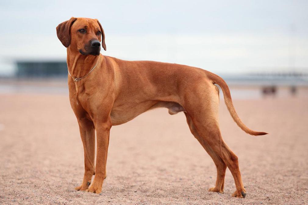 Rhodesian Ridgeback Dog Breed Image 5