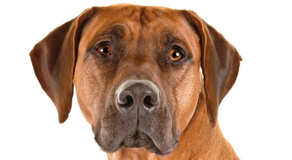 Rhodesian Ridgeback Dog Breed Image 6