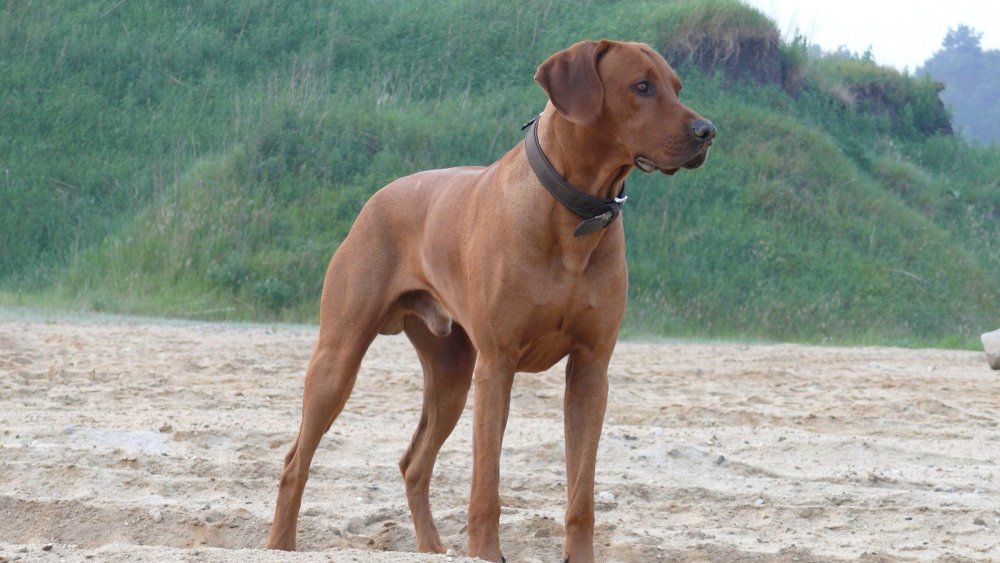 Rhodesian Ridgeback Dog Breed Image 8