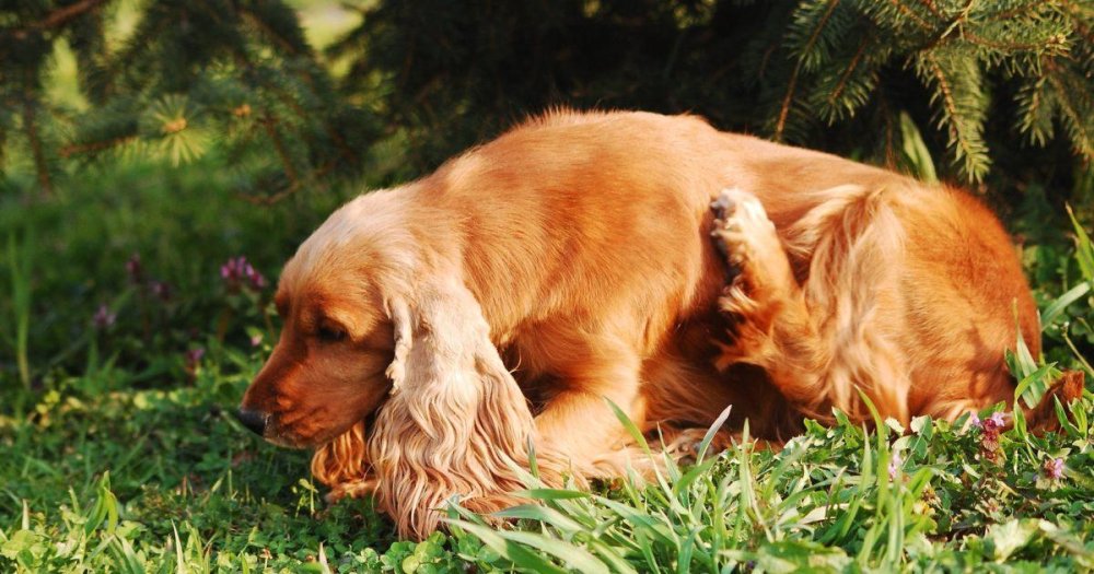 Rocky Mountain Spotted Fever in Dogs Image 9