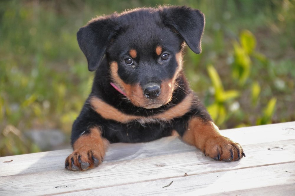 Rottweiler Dog Breed Image 10