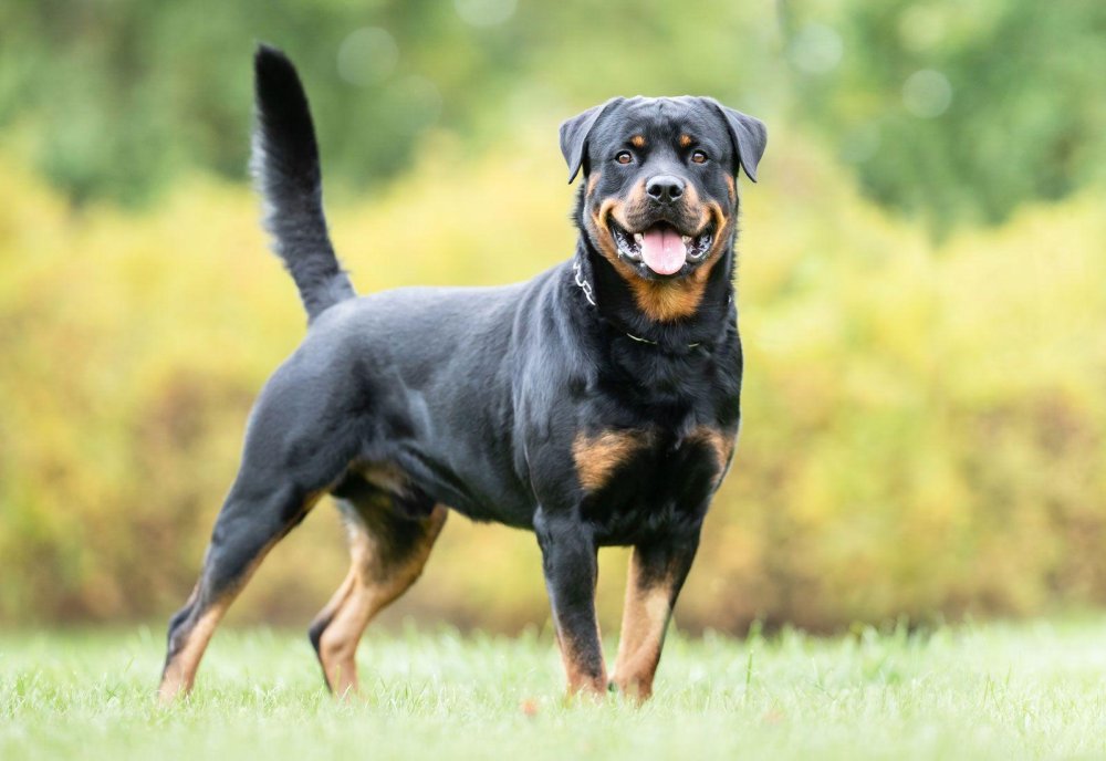 Rottweiler Dog Breed Image 14