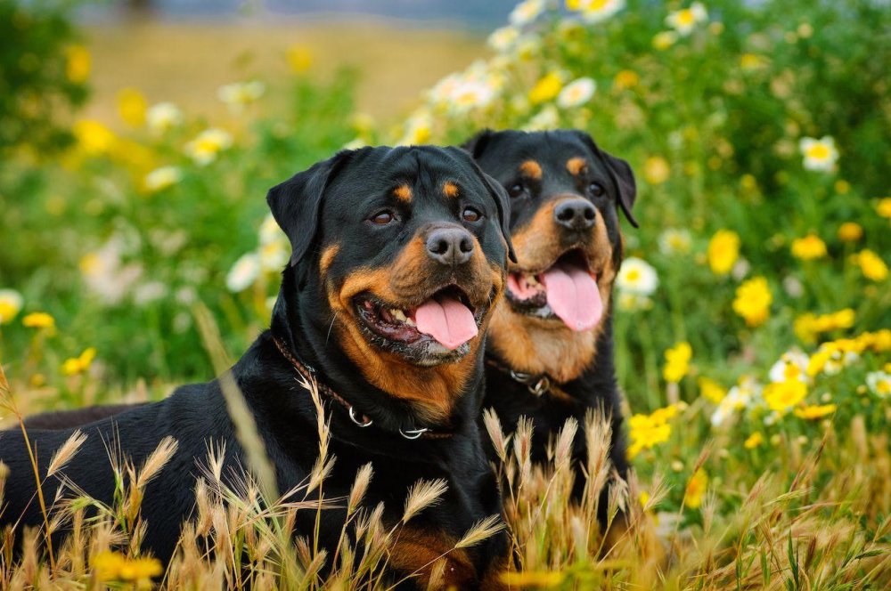 Rottweiler Dog Breed Image 17