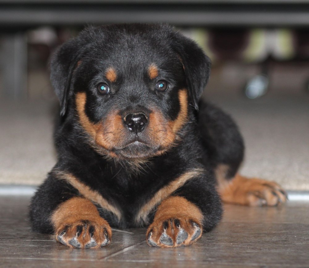 Rottweiler Dog Breed Image 20