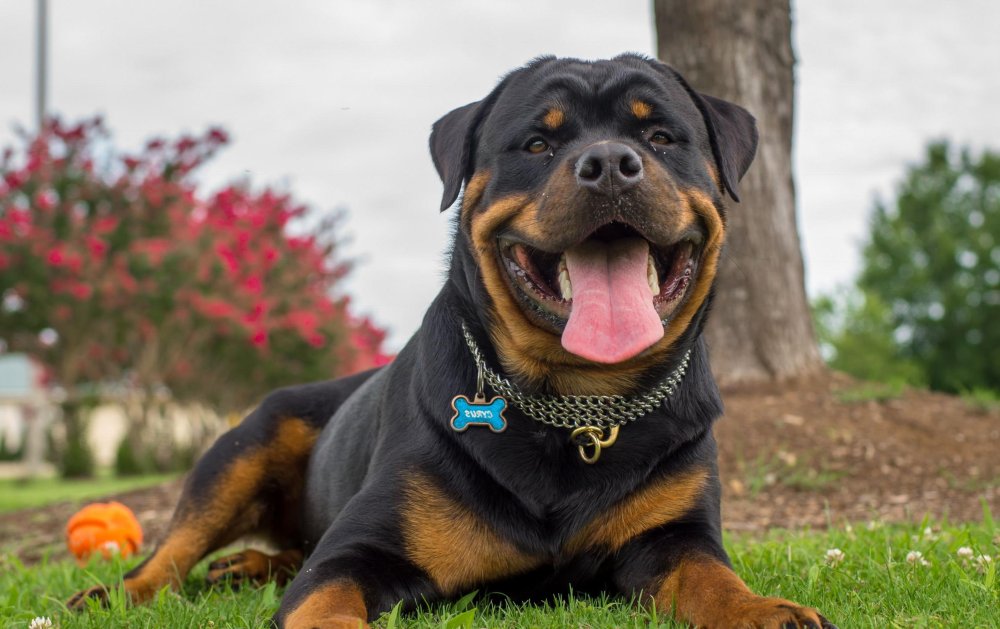 Rottweiler Dog Breed Image 5