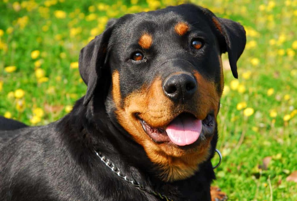 Rottweiler Dog Breed Image 6