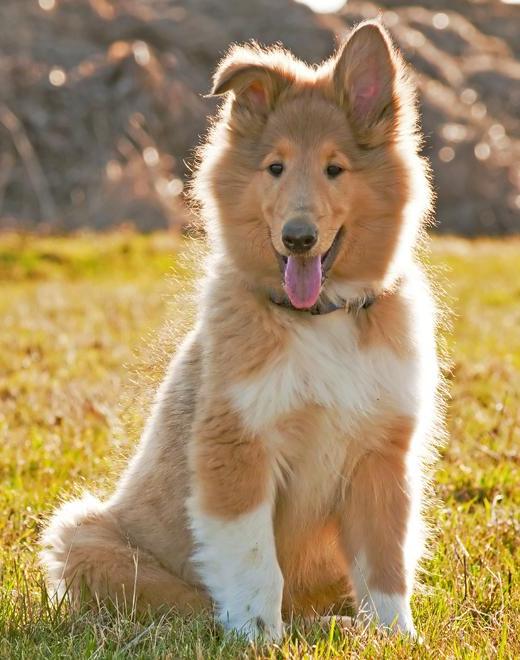 Rough Collie Dog Breed Image 13