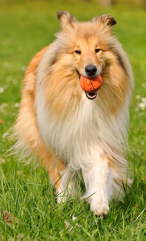 Rough Collie Dog Breed Image 14