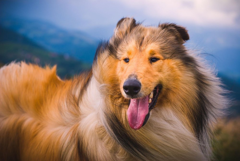 Rough Collie Dog Breed Image 15