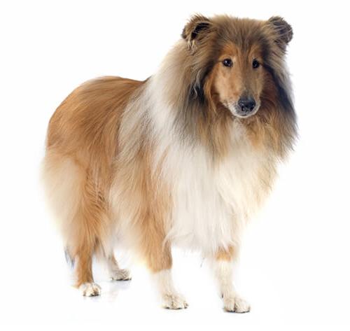 Rough Collie Dog Breed Image 19