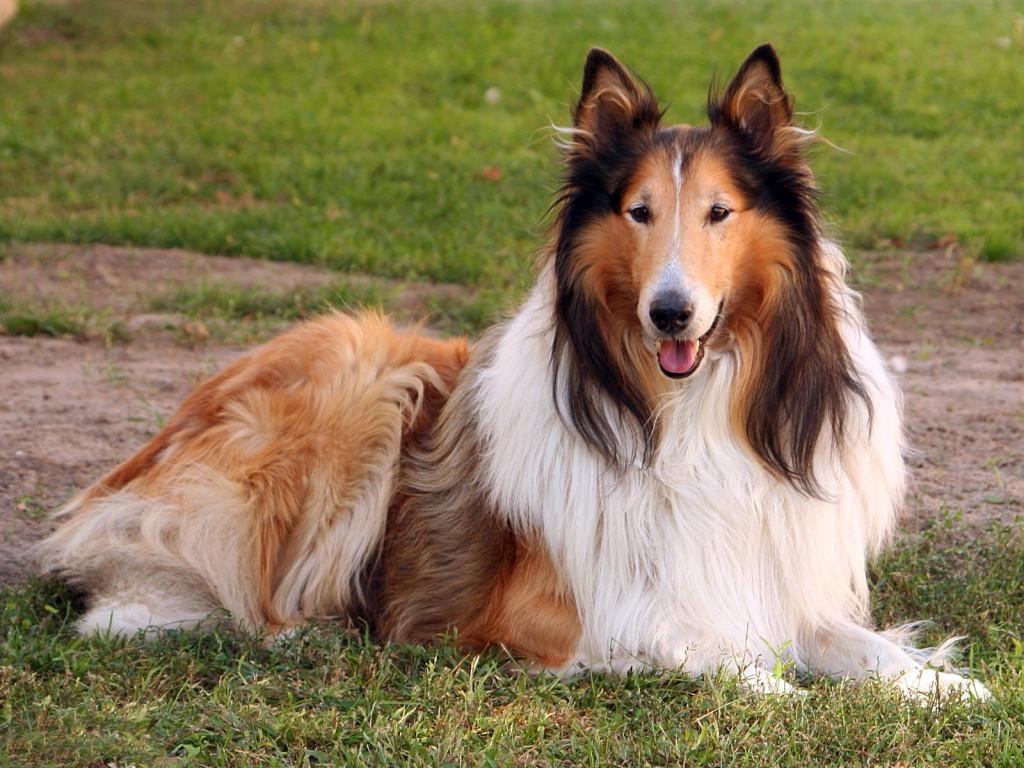 Rough Collie Dog Breed Image 20